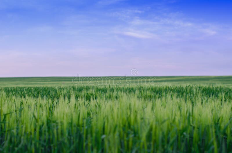 Wheat field, Ukraine stock image. Image of scenics, grass 148058819