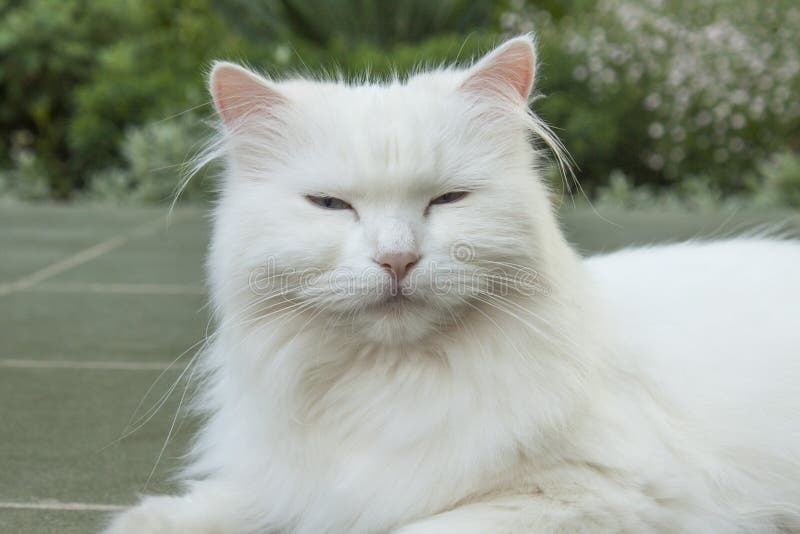 Goodygoody white cat. stock photo. Image of downy, rock 45795046