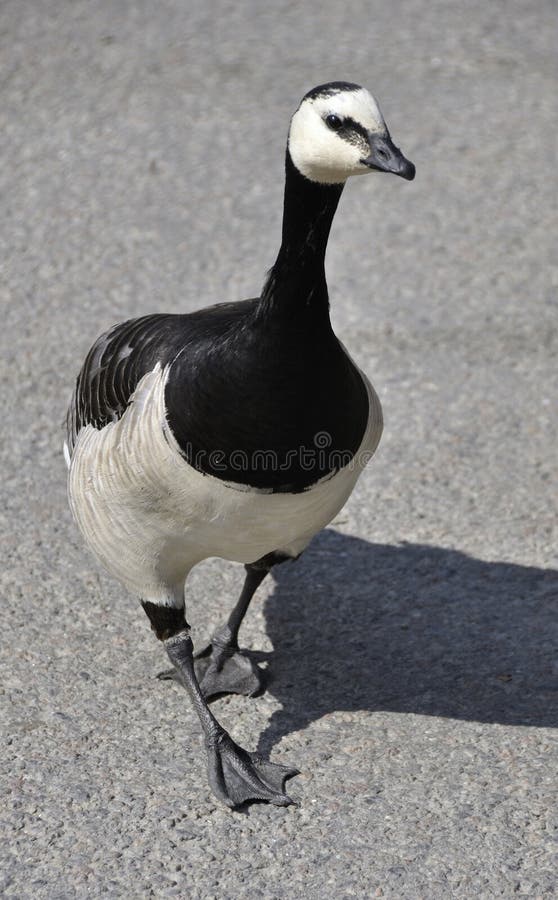 Goose royalty free stock photos Goose royalty free stock photos