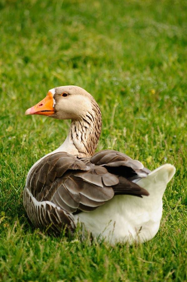 Goose royalty free stock photos