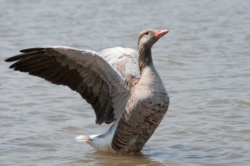 Goose