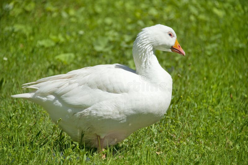 Goose stock image