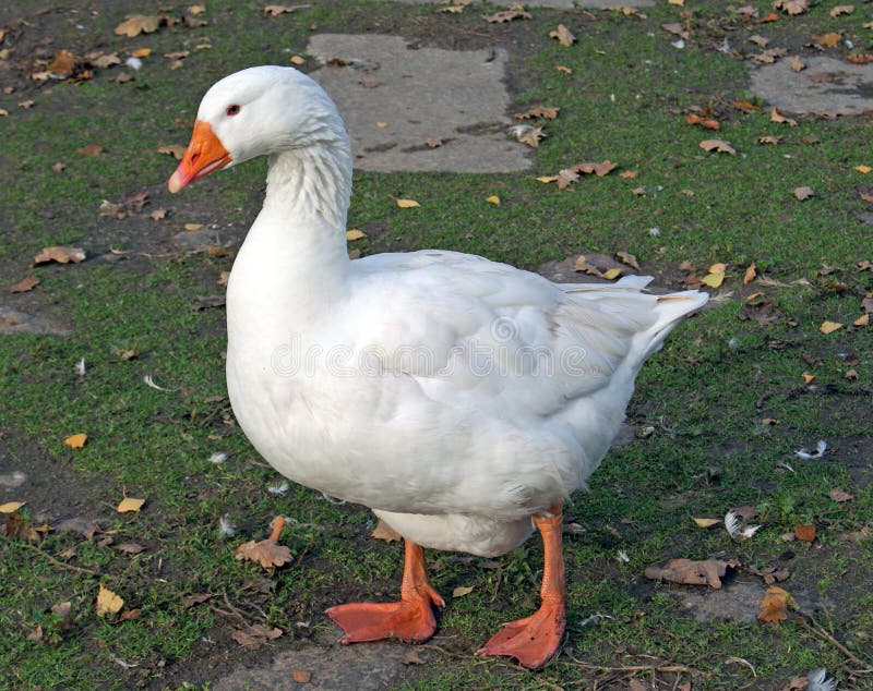 Goose royalty free stock image
