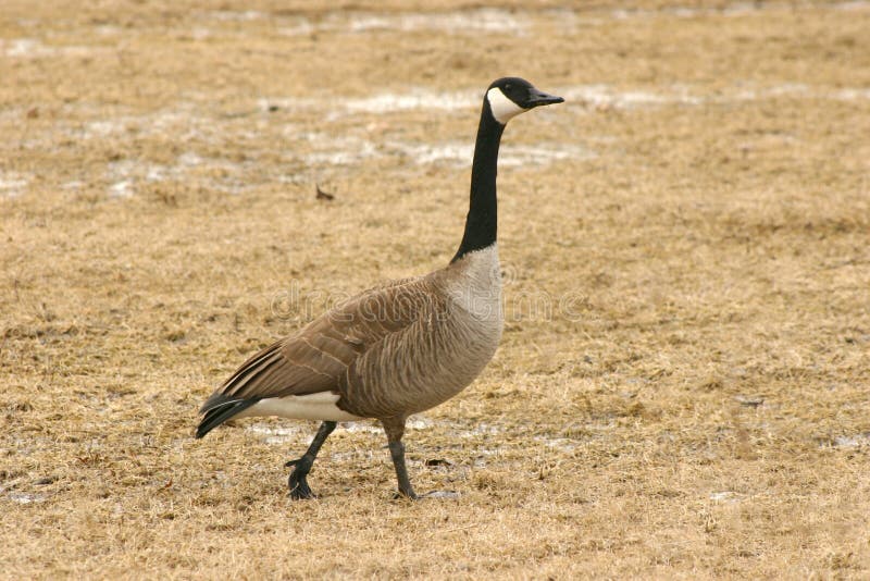 goose bandcamp