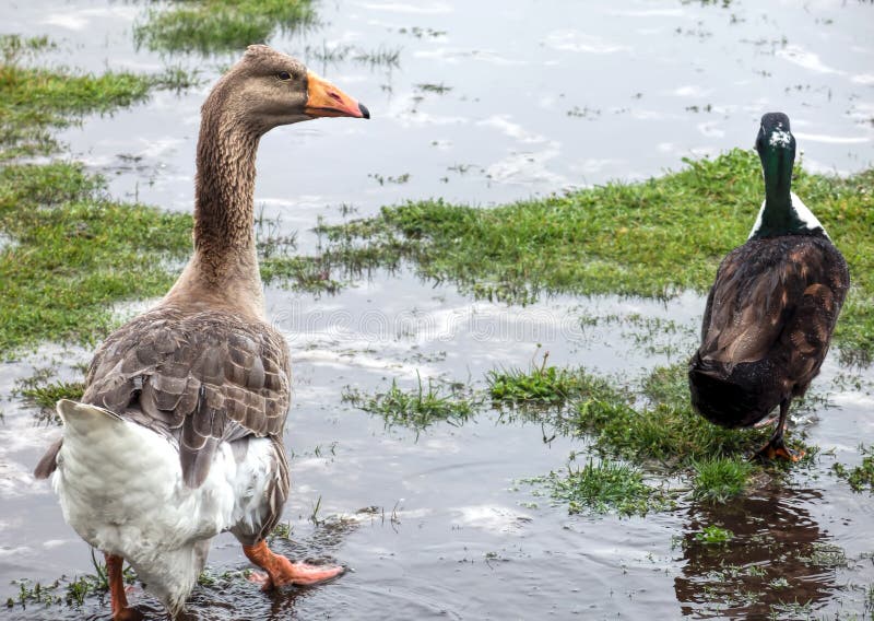 goose goose duck iphone goose goose duck iphone