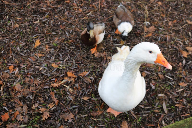 Goose and ducks on autumn leaves royalty free stock photo Goose and ducks on autumn leaves royalty free stock photo