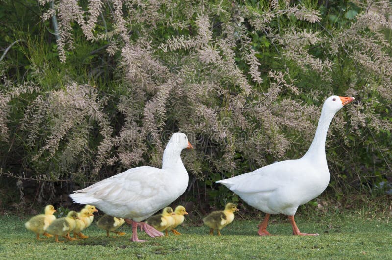 The goose family