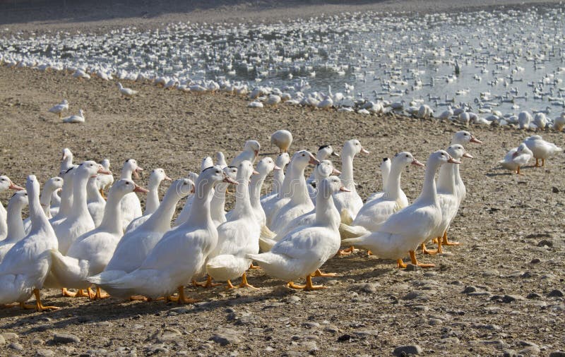 Goose farm stock photo. Image of farm, feather, bird 21753882
