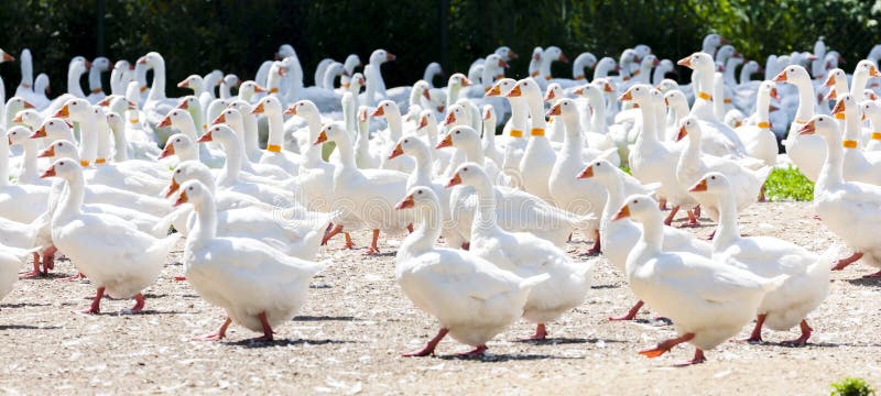 Goose farm royalty free stock photography
