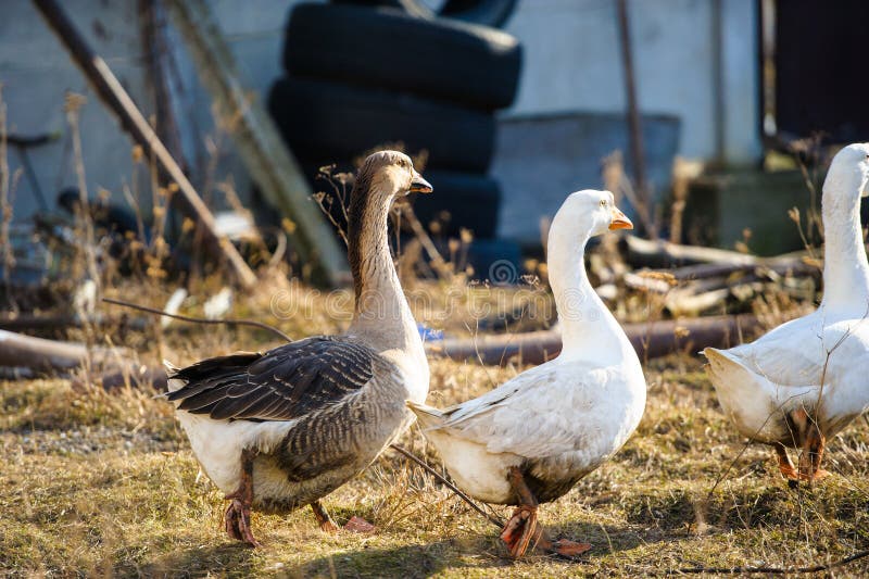 Goose in the farm stock photo. Image of examine, length 163421952