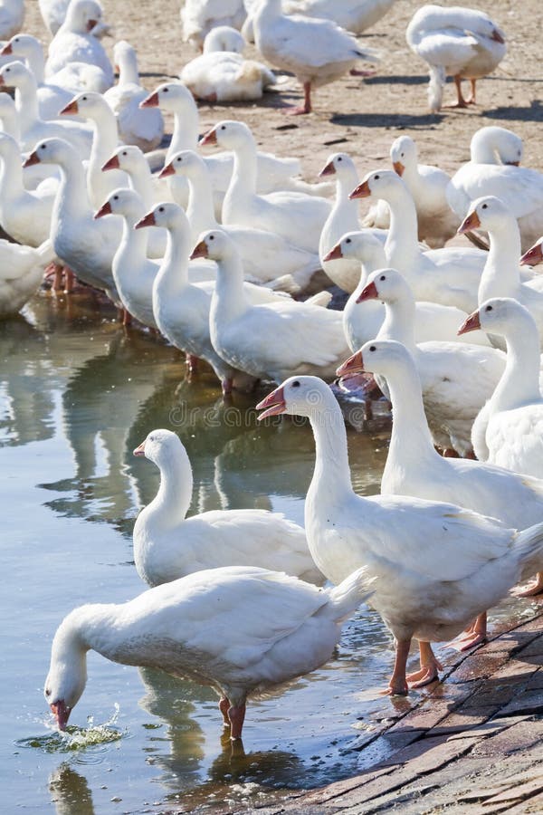 Goose Farm stock images