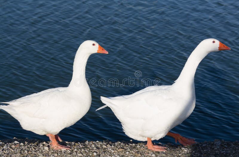 Goose and Gander stock image. Image of creature, nature 85501829