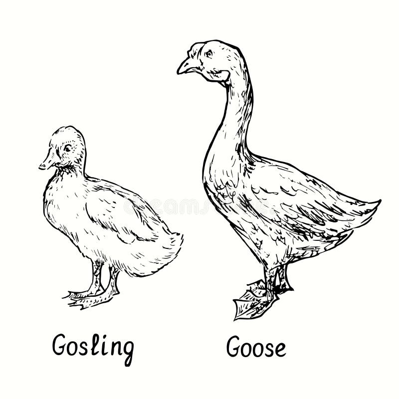 Goose and Gosling Standing Side View. Ink Black and White Doodle ...