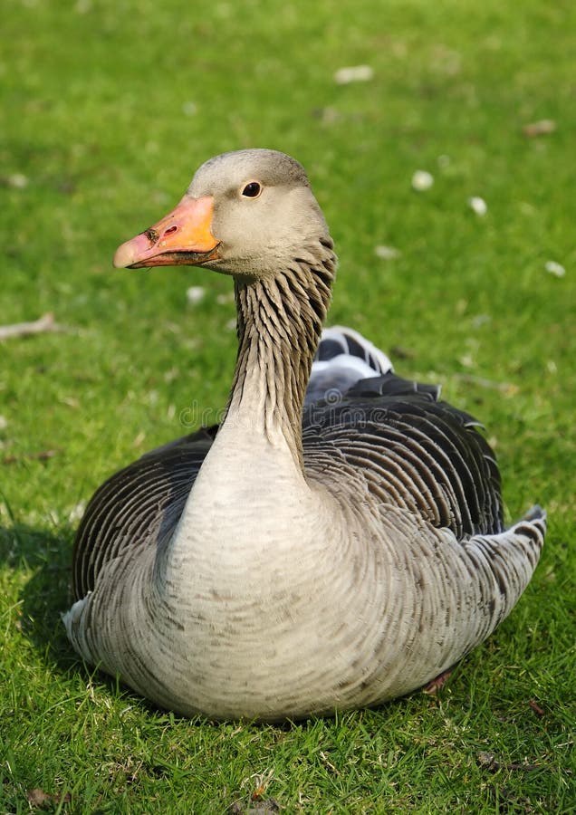 Goose on the grass stock photo. Image of grass, lawn 19341910