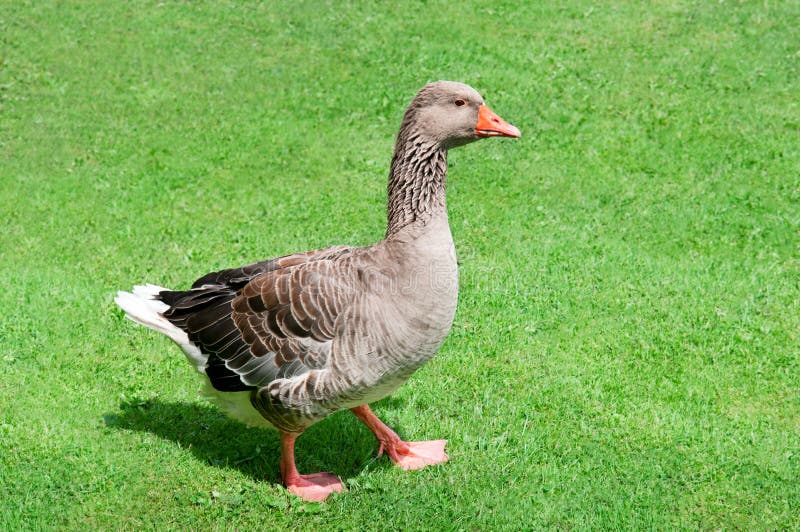Goose on green meadow royalty free stock photos