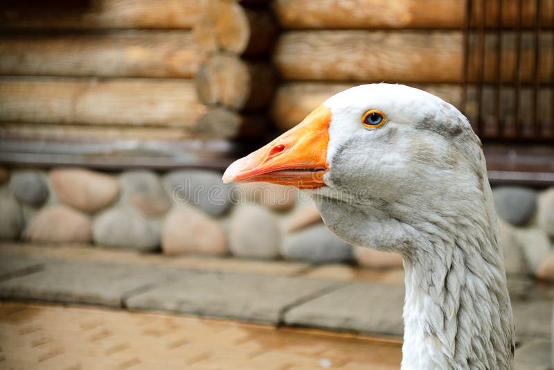 Goose head close-up front. Portrait of a white, gray goose head. Poultry goose, head and beak close-up. White young