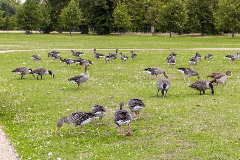 Goose in London park stock photo. Image of look, funny 11163042