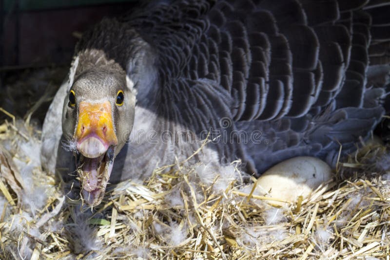 Goose incubating defending its nest