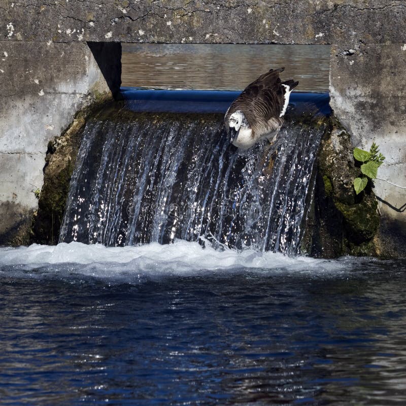 Unknown breed of goose going down a man-made water fowl. Goose is possibly a hybrid. Man made waterfall stock images, royalty-free photos and pictures
