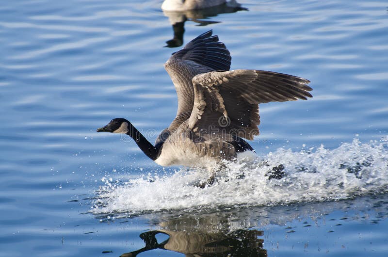 Goose Landing in Water