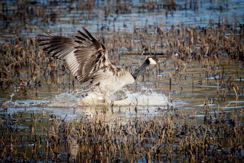 Goose makes a splashy landing.