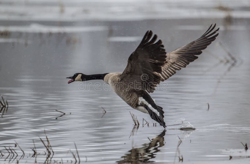 Goose makes a water landing.