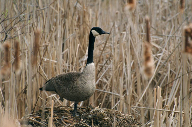 Goose on the nest