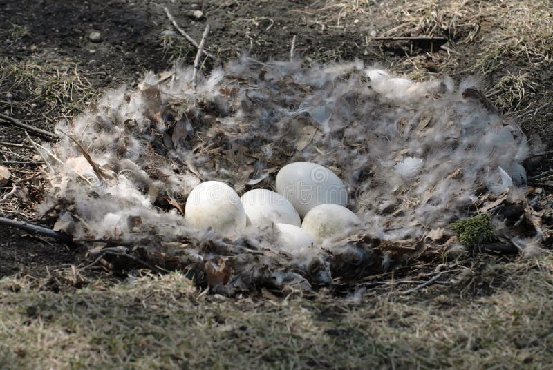 Goose Nest