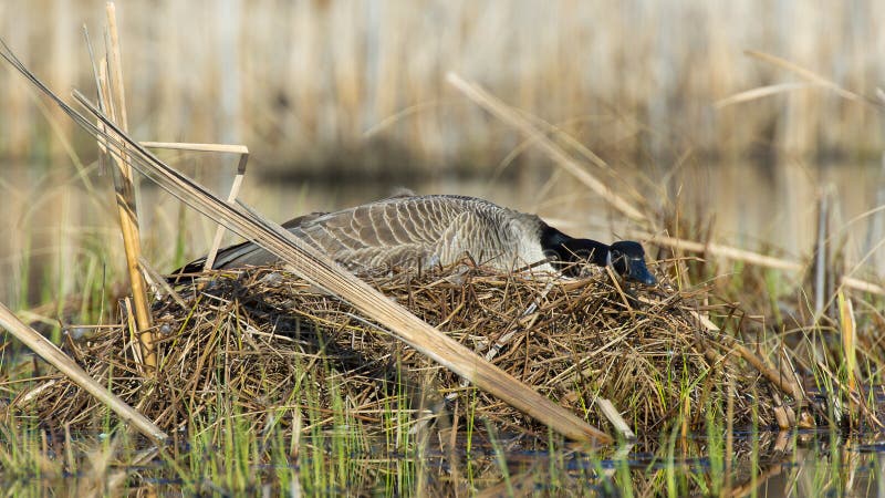 Goose Nest