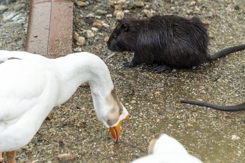 Goose and Nutria in the Same Area Stock Photo - Image of closeup