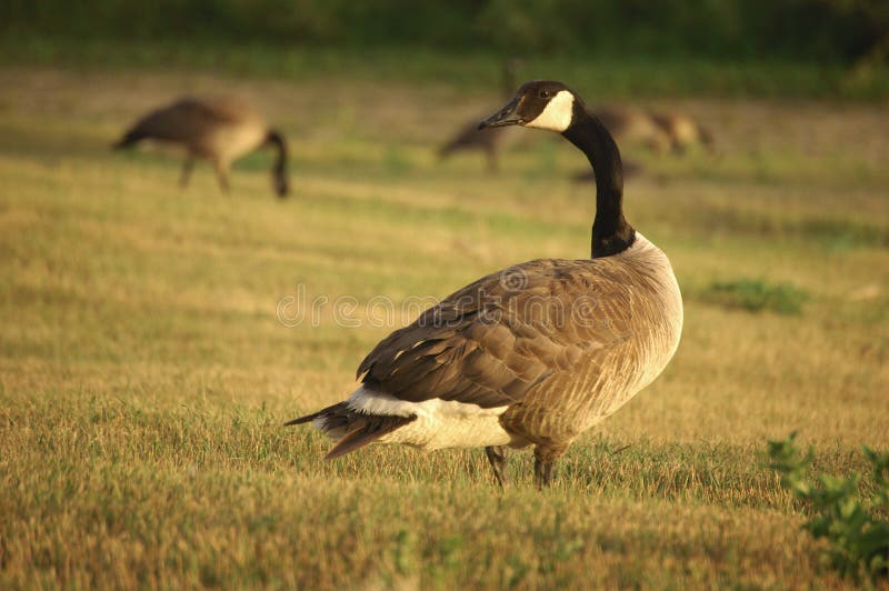 Goose Shoulder Check