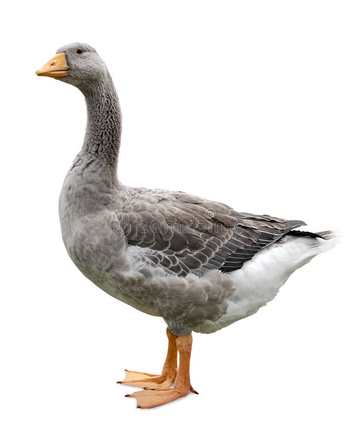 Goose standing profile