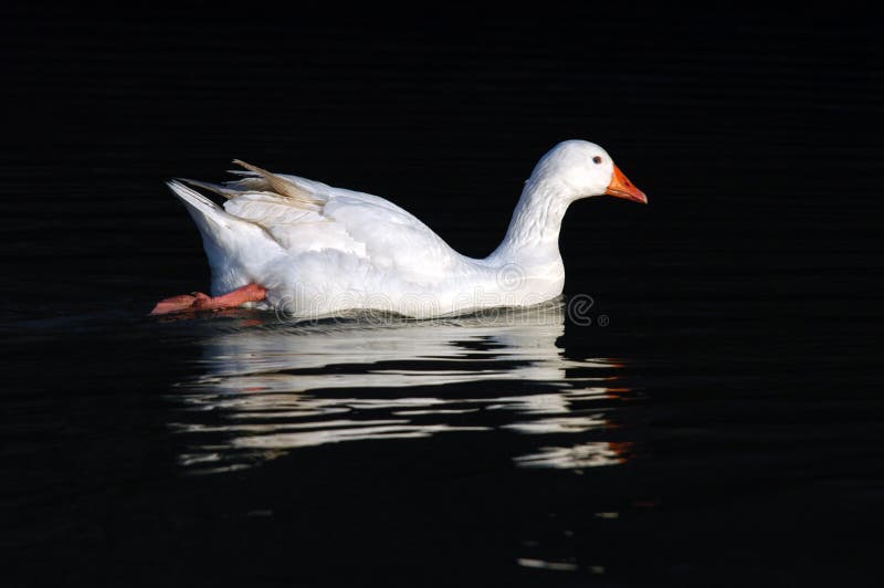 Goose swimming in the water