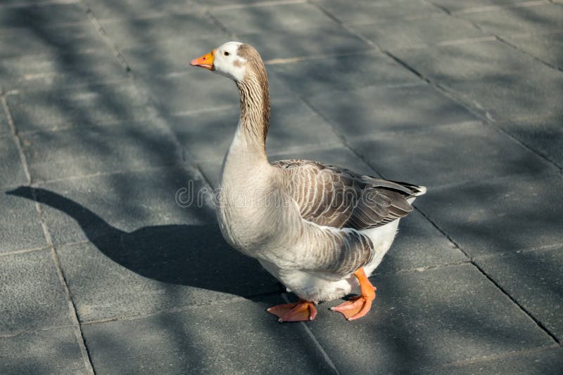 Goose