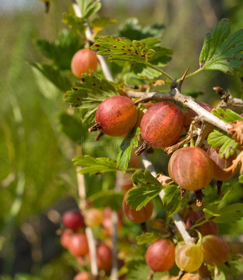 Gooseberries.