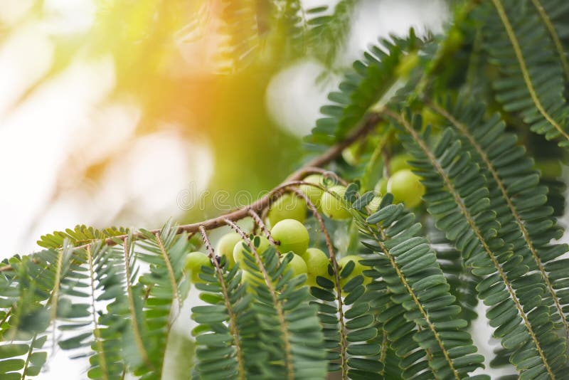 Gooseberries indios o fruta amla en un árbol con hoja verde - Phyllanthus emblica árbol tradicional indio de goseberry ayurvédi foto de archivo Gooseberries indios o fruta amla en un árbol con hoja verde - Phyllanthus emblica árbol tradicional indio de goseberry ayurvédi foto de archivo