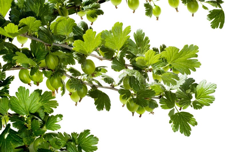 Gooseberry royalty free stock images