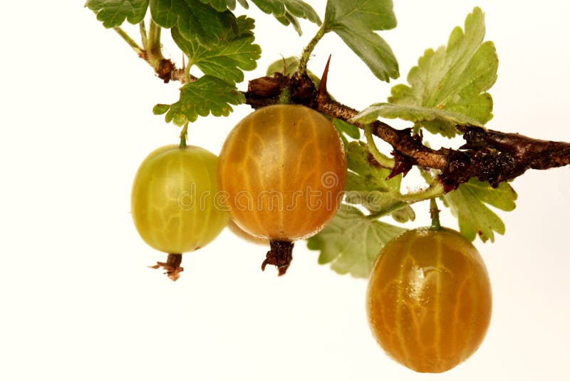 Gooseberry stock photo. Image of white, foodstuff, closeup 2800834