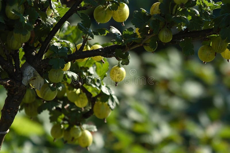 gooseberry imagens de stock royalty free gooseberry imagens de stock royalty free