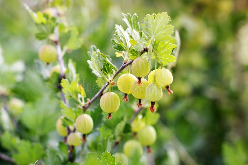 Gooseberry in the Garden. Green Berries Stock Image - Image of dieting ...