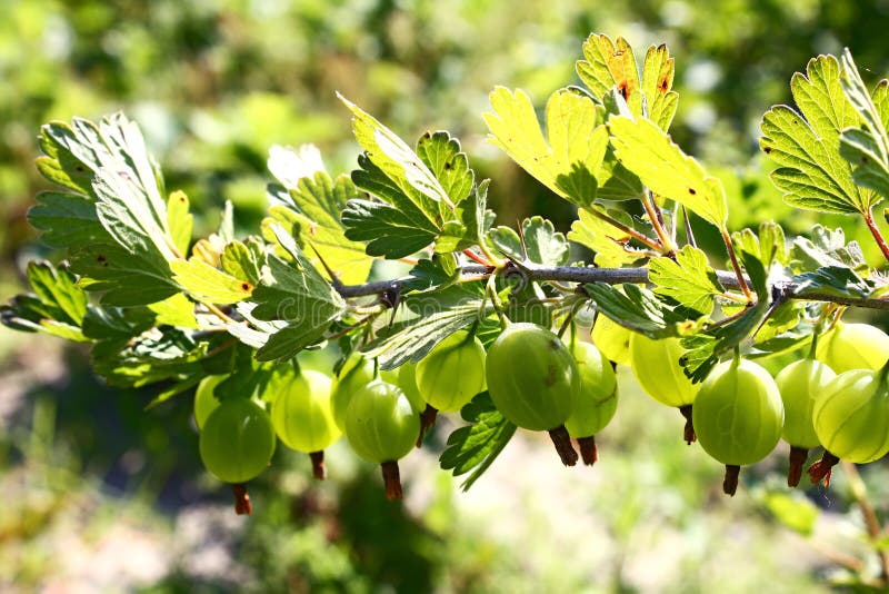 Gooseberry growing on bush stock image. Image of gooseberry - 14662297