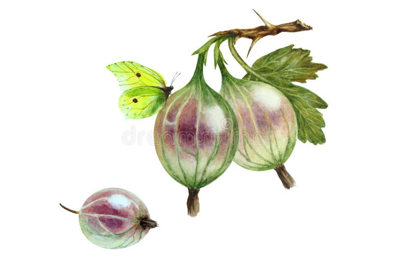 Gooseberry and yellow butterfly, watercolor