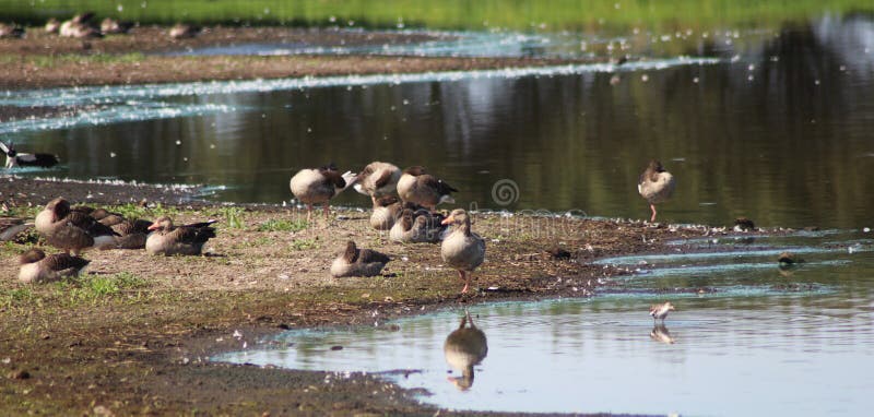 Gooses dell'oca selvatica del gruppo fotografia stock Gooses dell'oca selvatica del gruppo fotografia stock