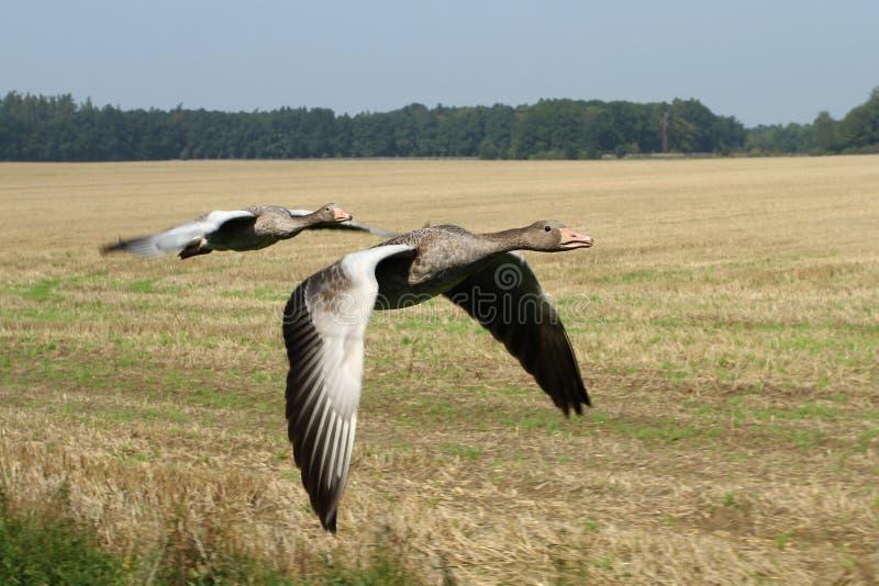 Gooses flying
