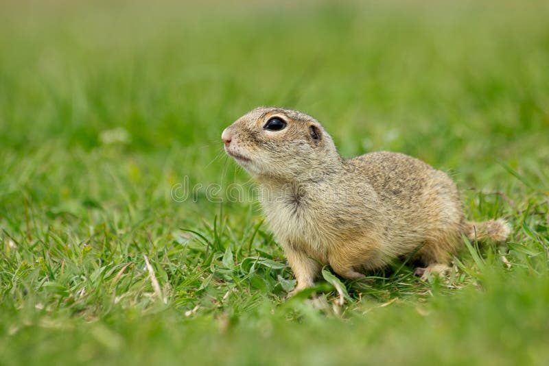 Gopher photo stock