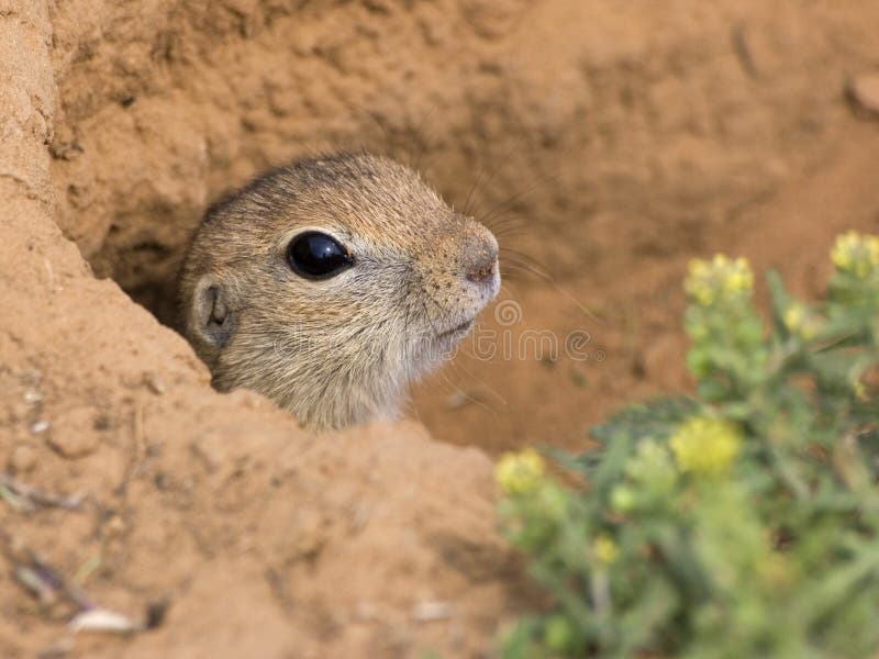 Steppe gopher at his hole