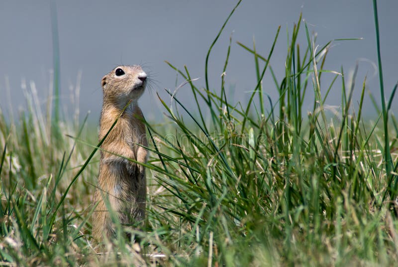 Gopher dans l'herbe photographie stock