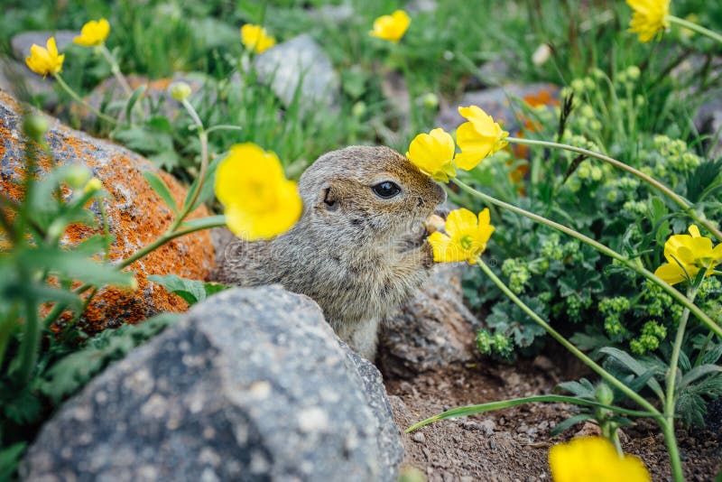 Gopher Eating Cookie in Grass and Yellow Flowers Stock Image Image of green, fauna 151648499