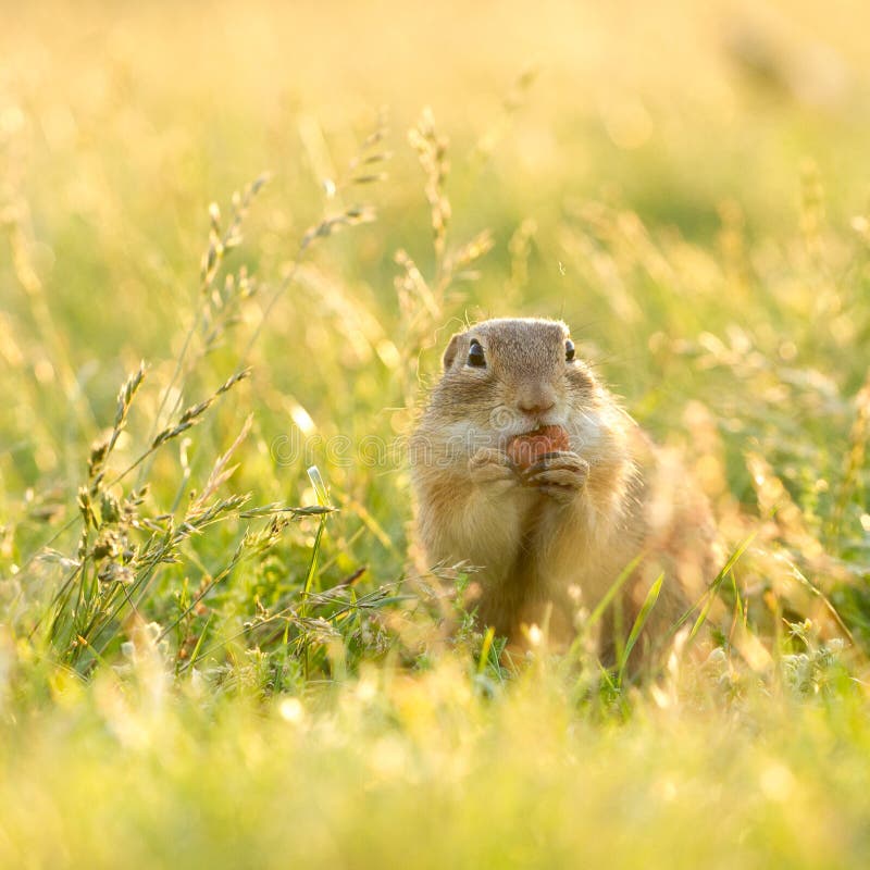 Gopher Eating a Hazelnut in Sunlit Grass Stock Image Image of