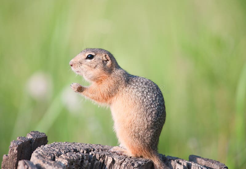 Gopher (european ground squirrel, suslik)